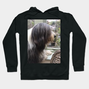 Bearded Collie - Did Somebody Say Walkies to this Beautiful Beardie?! Hoodie